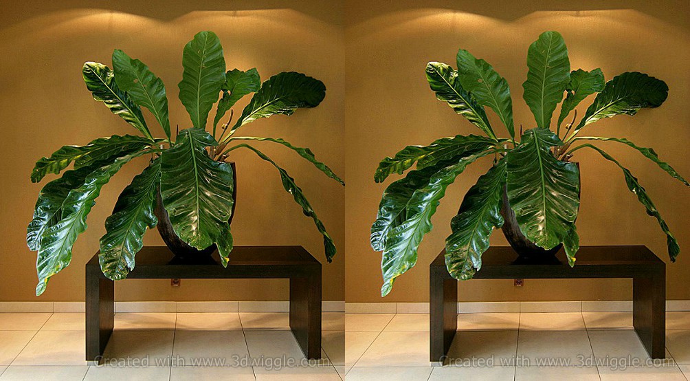 plant-stereogram-3dwiggle-software