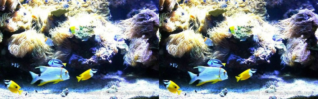 fish in the aquarium 3dwiggle example