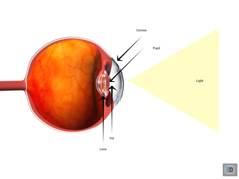 Eye_Structure_3DWiggle