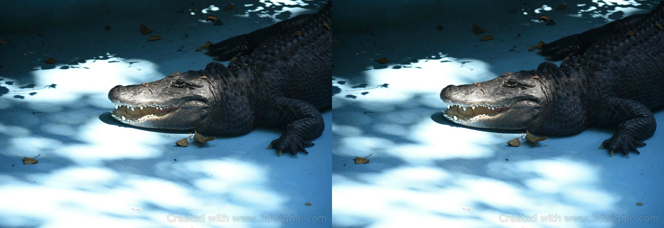 scary alligator in zoo