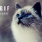 cat_gifs_feature_image_3dwiggle